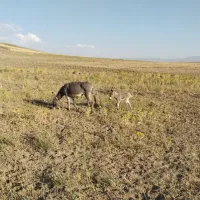 الاغ با کره خر