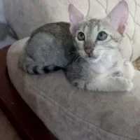 واگذاری گربه دوماهه