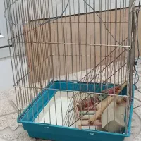 قفس عروس هلندی