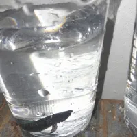 ماهی فایتر ماده ونر وگوپی جفت|ماهی|قزوین, |دیوار