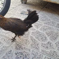 یک عدد جوجه مرغ یا خروس دوماهه