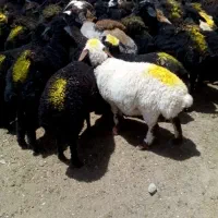 بره نر  فروشی