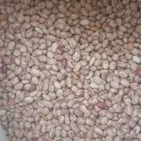 لوبیا چیتی