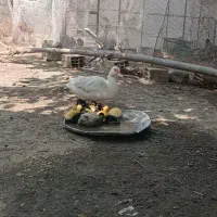 جوجه اردک اسرائیلی