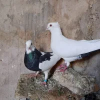 کفتر|پرنده|زرنه, |دیوار