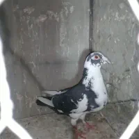 ۳دونه جوجه پرشی
