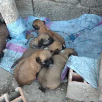 پاکوتاه قد کوتاه خوشگل خانگی