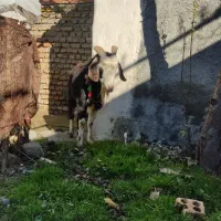 بز ماده|حیوانات مزرعه|گرگان, |دیوار