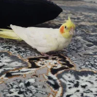 عروس هلندی، دستی