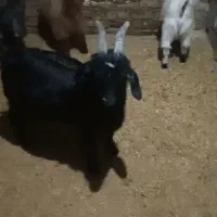 ۵ عدد بزغاله نر و ماده شیرمست گله گرد