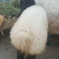 میش ۲قلو زا با دوتای برش  ( شهرستان بافت)
