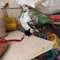 کبوتر