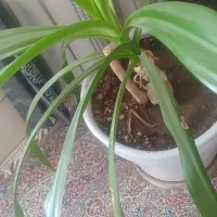 گل موزه|گل و گیاه طبیعی|رفسنجان, |دیوار