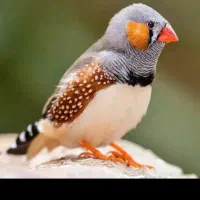فنچ رابر