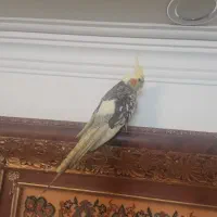عروس هلندی ماده