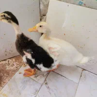 اردک