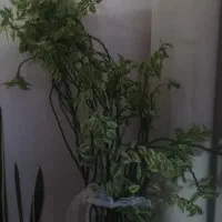 گل طبیعی