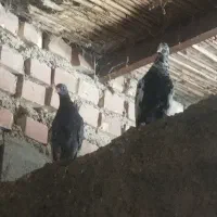 کبوتر