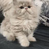 گربه پرشین اصل بدون اشک چشمی