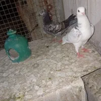 جوجه کفترفروشی غریبگیری