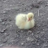 جوجه غازوقوغاز