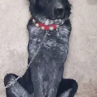 فروش یک جفت نردلاس همه چی تمامخریداری تماس بگیرید