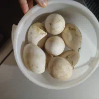 تخم غاز