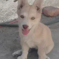 سگ خونگی