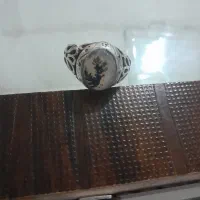 انگشتر شجر تک درخت و قائن