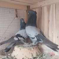 کبوتر یا کفتر پرشی
