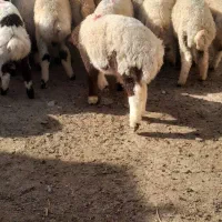 ۴۰بره