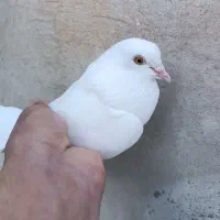 کفتر