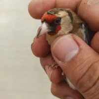 سهره ماده استثنایی
