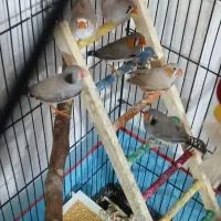 فروش  چند جفت فنچ بالغ