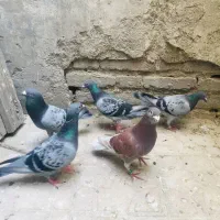 کبوتر مسافتی 5 عدد