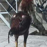 خروس لاری