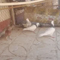 کبوتر