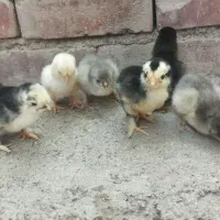 فروش تعدادی جوجه برهما
