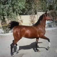 اسب مادیان دره شوری