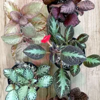 اپیشیا های بالغ و رنگارنگ Episcia