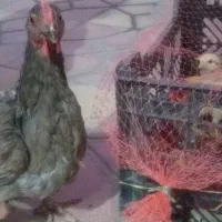 مرغ و جوجه