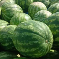 هندوانه بشرط