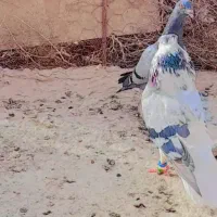 کفتر|پرنده|هیرمند, |دیوار