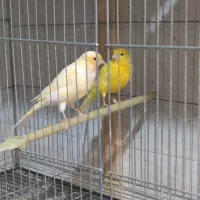 3قناری نر و یک ماده