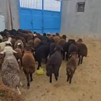 گوسفندزنده با قصاب قربانی