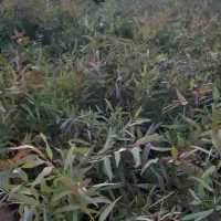 نهالستان باغداران جنوب جهرم قلات