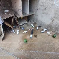 کفتر