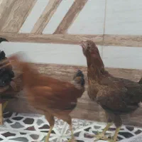 مرغ و خروس