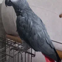 طوطی کاسکو ماده ۸ ساله