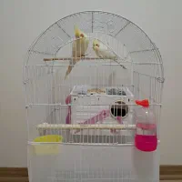 عروس هلندی جفت ۲۵۰۰